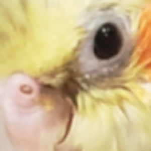 Meet your Posher, Coolers